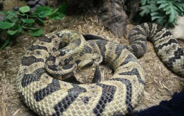 morsa da serpente the voice