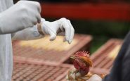 aviaria in lombardia primo caso umano di a h9n2 rilevato in europa 2