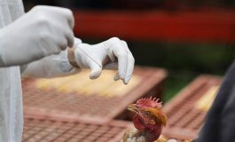 Aviaria in Lombardia primo caso umano di A H9N2 rilevato in Europa 265x160