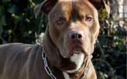 bari bimba di 2 anni agredita e ferita al volto da pitbull del vicino 2