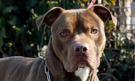 Bari bimba di 2 anni agredita e ferita al volto da pitbull del vicino 265x160