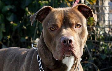 Bari bimba di 2 anni agredita e ferita al volto da pitbull del vicino 364x230