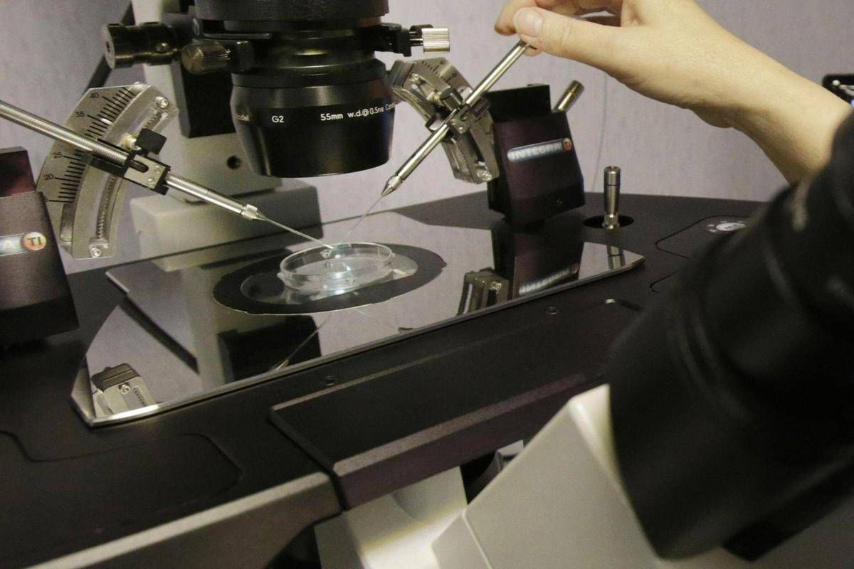 Fecondazione, la salute del padre ha un ruolo anche prima del concepimento