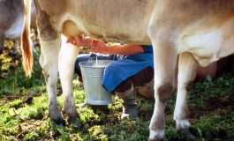 Formaggi a latte crudo i benefici in un documento Troppo allarmismo 265x160