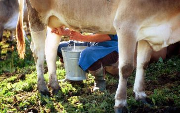 formaggi a latte crudo i benefici in un documento troppo allarmismo 2