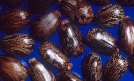 Madre e figlia morte a Campobasso avvelentate con la ricina che cose 265x160