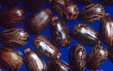 madre e figlia morte a campobasso avvelentate con la ricina che cose 2