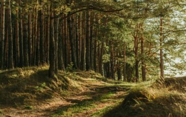 famiglia nel bosco zia