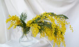 mimosa perché si regala