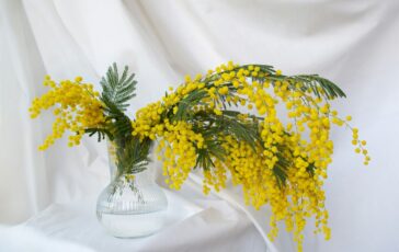 mimosa perché si regala