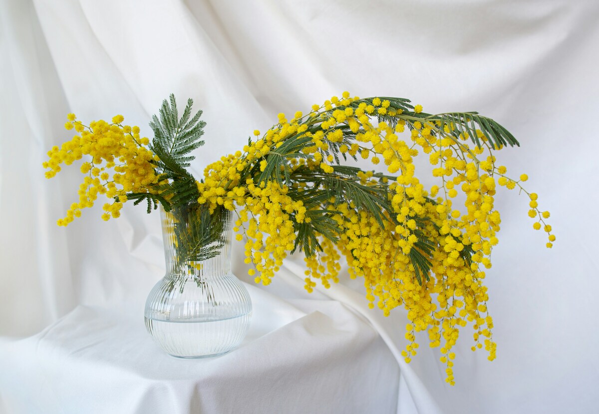 Festa della Donna 2026: come mai si regala la mimosa l'8 marzo?