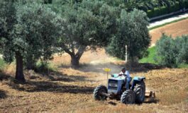 Agricoltura aperta misura Generazione Terra di Ismea 120 milioni a giovani per acquisto terreni 265x160