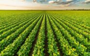 agroalimentare intesa ismea e anasb per rafforzare settore bufalino 2