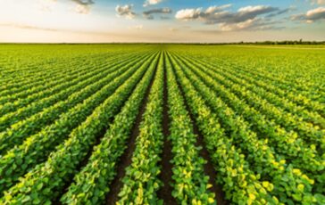 Agroalimentare intesa Ismea e Anasb per rafforzare settore bufalino 364x230