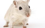 cavie virtuali al posto degli animali lagenzia europea del farmaco pronta a testare nuovo metodo 2