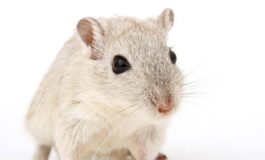 Cavie virtuali al posto degli animali lAgenzia europea del farmaco pronta a testare nuovo metodo 265x160