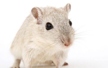 Cavie virtuali al posto degli animali lAgenzia europea del farmaco pronta a testare nuovo metodo 364x230