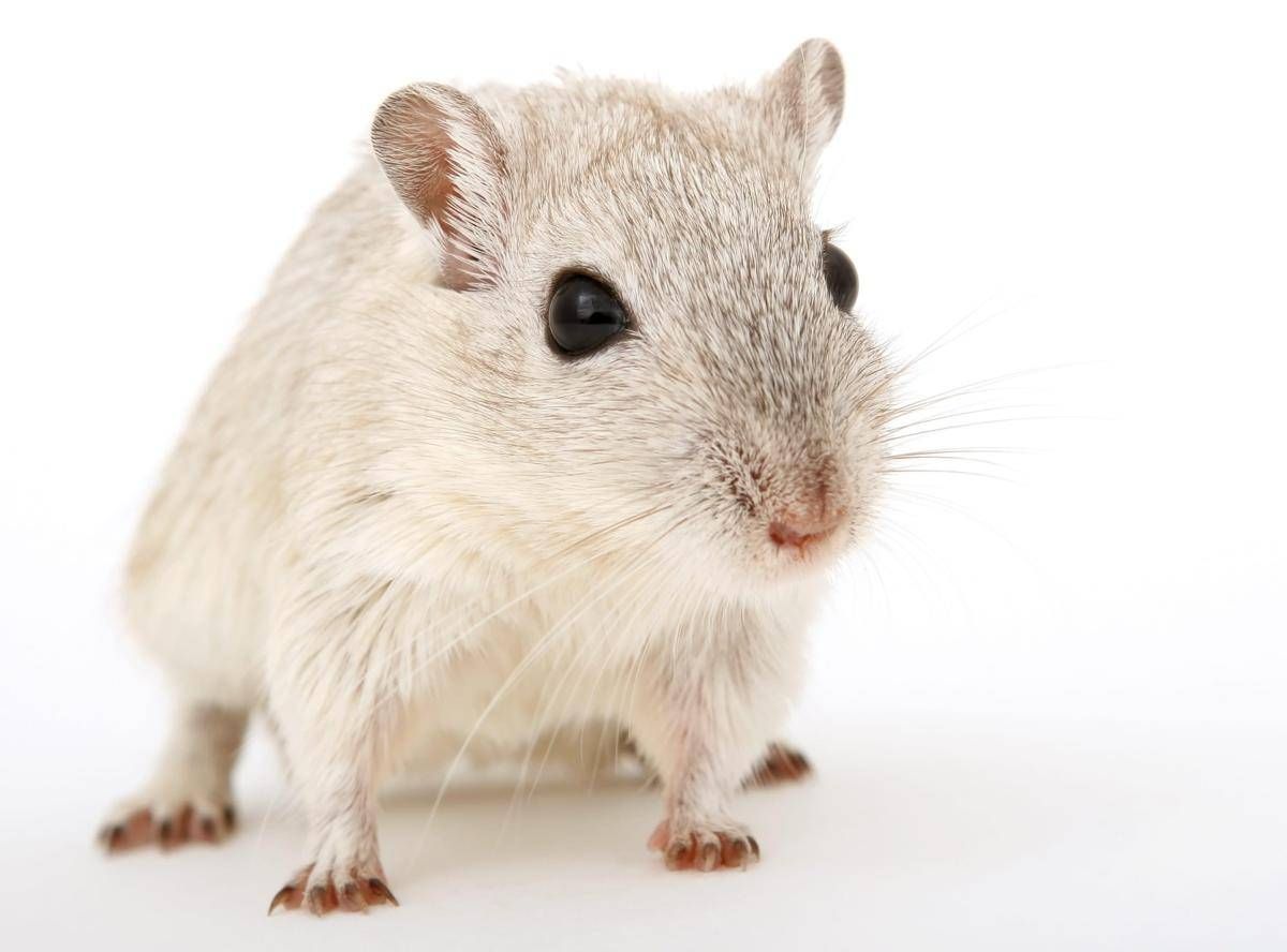 Cavie virtuali al posto degli animali, l'Agenzia europea del farmaco pronta a testare nuovo metodo