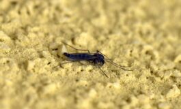 Con il caldo si svegliano le zanzare esperti Subito interventi altrimenti e tardi 265x160