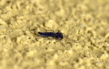 Con il caldo si svegliano le zanzare esperti Subito interventi altrimenti e tardi 364x230