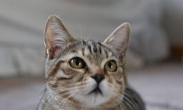 Da fuoco a un gatto e lo cucina orrore a La Spezia 265x160