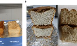 Dal Cnr prototipo di pane di frumento senza glutine prima volta al mondo 265x160