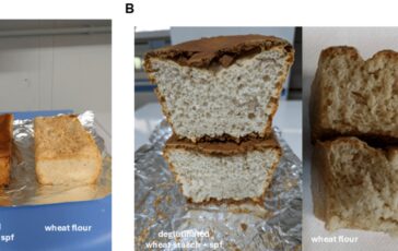 Dal Cnr prototipo di pane di frumento senza glutine prima volta al mondo 364x230