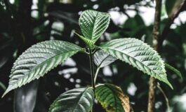 Droghe esplode luso di kratom negli Usa segnalazioni cresciute di 65 volte in un decennio 265x160