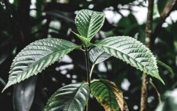 Droghe esplode luso di kratom negli Usa segnalazioni cresciute di 65 volte in un decennio 364x230