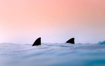 due squali avvistati a gallipoli e a terracina lesperto evento raro nei nostri mari 2