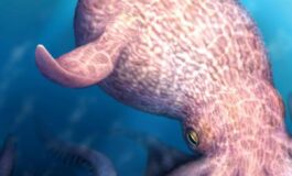 Il Kraken e esistito e dominava gli oceani la scoperta sul mostro dei mari 265x160