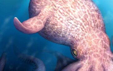 Il Kraken e esistito e dominava gli oceani la scoperta sul mostro dei mari 364x230