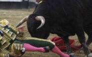 il toro incorna e uccide il torero lo choc in spagna 2