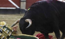 Il toro incorna e uccide il torero lo choc in Spagna 265x160