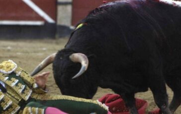 Il toro incorna e uccide il torero lo choc in Spagna 364x230