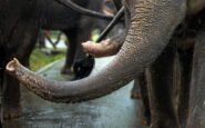 india elefante dipinto di rosa muore 5 mesi dopo gogna social per la fotografa russa 2