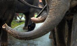 India elefante dipinto di rosa muore 5 mesi dopo gogna social per la fotografa russa 265x160