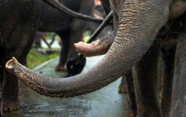 India elefante dipinto di rosa muore 5 mesi dopo gogna social per la fotografa russa 364x230