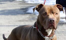 Ischia donna azzannata da pitbull amputata una gamba 265x160