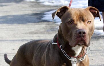 ischia donna azzannata da pitbull amputata una gamba 2