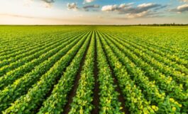 Ismea Ok ddl passo importante sui temi centrali come tracciabilita e trasparenza 265x160