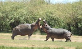 La Colombia abbattera gli ippopotami di Pablo Escobar il caso 265x160