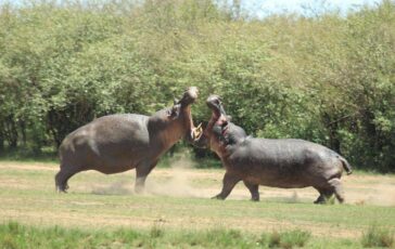 la colombia abbattera gli ippopotami di pablo escobar il caso 2
