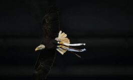 Lazio Flaminia vola ma. sbaglia strada atterraggio in Monte Mario 265x160