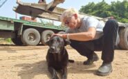 libano anche gli animali sotto le bombe volontari pronti a sfidare gli attacchi per salvarli 2