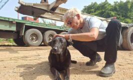 Libano anche gli animali sotto le bombe volontari pronti a sfidare gli attacchi per salvarli 265x160