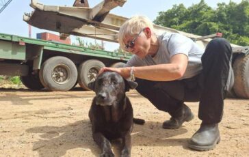 Libano anche gli animali sotto le bombe volontari pronti a sfidare gli attacchi per salvarli 364x230