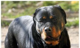 Lite tra ragazze per strada Porto Cesareo 12enne azzannata da rottweiler a polpaccio 265x160
