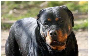 Lite tra ragazze per strada Porto Cesareo 12enne azzannata da rottweiler a polpaccio 364x230