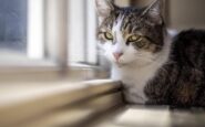 microchip obbligatorio per cani e gatti il parlamento europeo ha dato lok definitivo 2